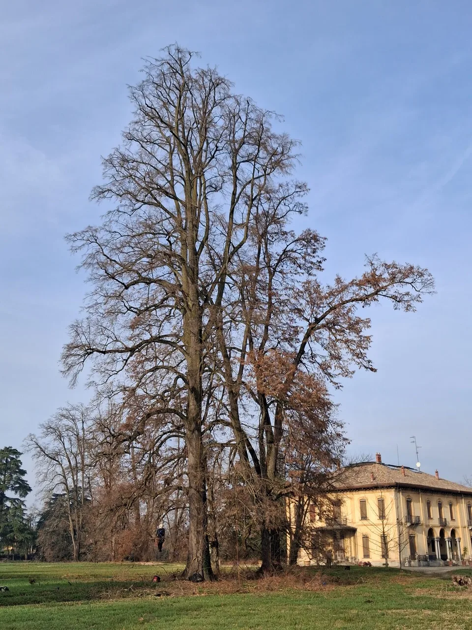 Lavoro su alberi ad alto fusto nel giardino di una villa