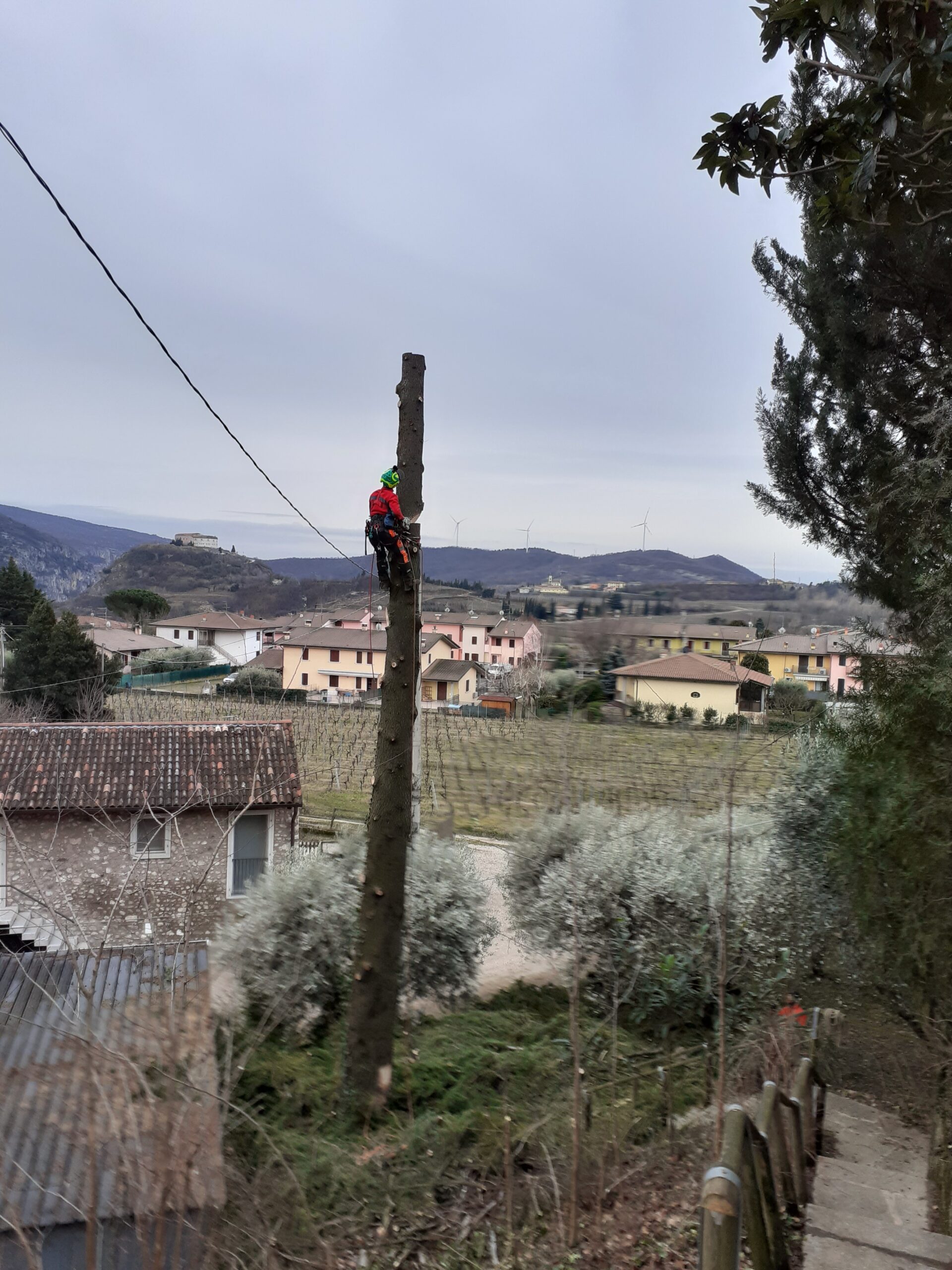 Abbattimento in treeclimbing